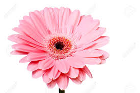 They come in a variety of colors including purple, pink, cream, and red and are popular indoor or outdoor south african. Pink Gerbera Daisy Flower On A White Background Stock Photo Picture And Royalty Free Image Image 13883125