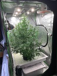 See more of timber grow lights on facebook. Northern Lights Auto Autoflowers