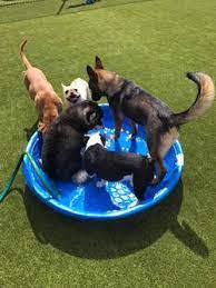 Visit vca north ridge animal hospital today. Madison And Huntsville Al Area Pet Boarding Kennel In Madison Al The Pet Hospital Of Madison Madison Al