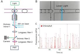 Further, he is an international fellow of the service research center at karlstad university, sweden, an academic scholar at the cornell institute for healthy futures (cihf) at cornell university, us, and a global faculty of the center for services leadership (csl) at arizona state university, usa. Droplet Based Microfluidic Analysis And Screening Of Single Plant Cells Biorxiv
