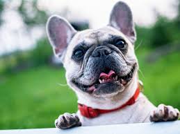 Advice from breed experts to make a safe choice. French Bulldog Puppy Buying Guide Dos And Don Ts Uk Pets