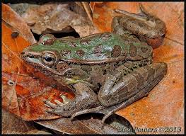 Image result for Leptochloa obtusiflora