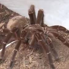 Diese spinne gilt als die giftigste spinne der welt. Goliath Spinne Ist Die Grosste Spinne Der Welt Stern De