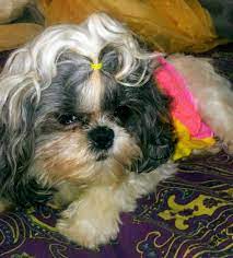 Consider special hair clips created for dogs in order to decorate your dog's hairstyle. Waddles With Curls Shih Tzu Hair Shih Tzu Shih Tzu Puppy Baby Shih Tzu