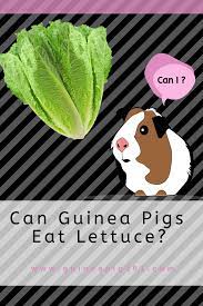 Pin On Hamster Guide