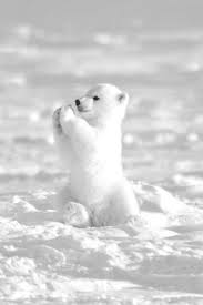 Pin On Baby Animals Adorable