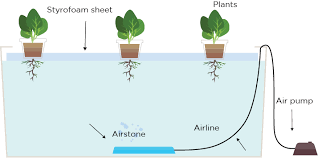 Hydroponic Systems Different Types And How They Work Trees Com Hydroponics Hydroponic Gardening Hydroponic Farming
