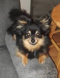 Black And Brown Pomeranian Price In India 50 Pom 25 Chihuahua 12 Yorkie The Rest Mutt Brown Dog Names Cute Cats And Dogs Cute Dogs