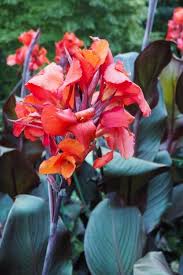 The pots below show cannas at kew gardens. Everything You Need To Know About Growing Cannas The Middle Sized Garden Gardening Blog
