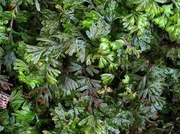 Image result for Hymenophyllum tunbridgense