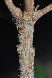 Image result for Pittosporum abyssinicum