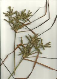 Image result for Cyperus alopecuroides