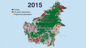 The Story Of Indonesias Disappearing Forests In Four Charts