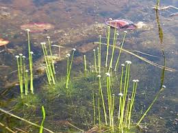 Image result for Eriocaulon buchananii