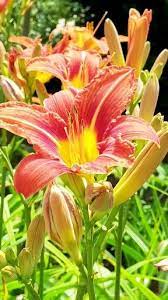 Day Lily Video Backyard Flowers Day Lilies Lily Garden