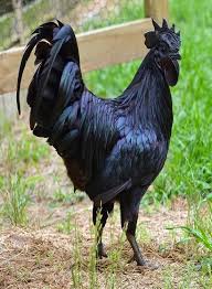 Ayam Cemani Rooster Rare Chicken Breeds Black Chickens Beautiful Chickens