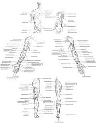 50 cogent muscle motor point chart