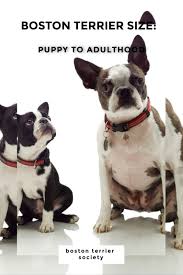 A bored dog is a chewing dog. A Boston S First Year Stages Of Growth Puppy Development Boston Terrier Society Boston Terrier Puppy Development Terrier