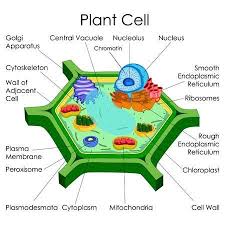 We report biochemical evidence of a retrograde flow of sulfur atoms from specialized metabolites (glucosinolates) to primary metabolites (cysteine) in arabidopsis thaliana. 123rf Millions Of Creative Stock Photos Vectors Videos And Music Files For Your Inspiration And Projects Plant Cell Model Plant Cell Plant Cell Diagram