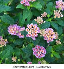 Image result for Lantana rugosa
