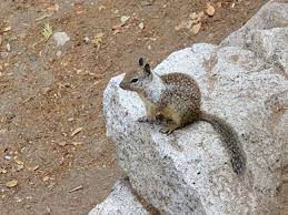 The california ground squirrel ( otospermophilus beecheyi) is a species of rodent found in a wide range of habitat ranging from southern washington to northern california. Getting To Know California Ground Squirrels Sightseeing Scientist