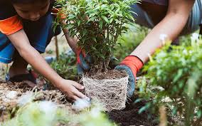 Gardening & landscaping stack exchange is a question and answer site for gardeners and landscapers. Pandemic Gardening With Kids 101 Sierra Club