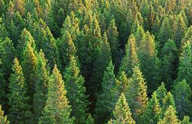 ×ª××¦××ª ×ª××× × ×¢×××¨ âªpineâ¬â