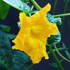 Find pictures of over 1,000 flowers with names on my pinterest board. à¦« à¦² Hashtag On Twitter