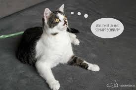 Kaum ein thema wird so kontrovers diskutiert wie die kastration. Eine Katze Kastrieren Lassen Das Erste Mal