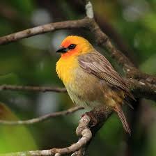 Species Mauritius Bird Species Species