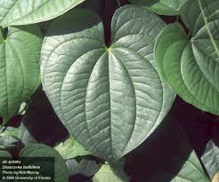 Image result for Dioscorea asteriscus