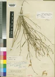 Image result for Crotalaria orientalis