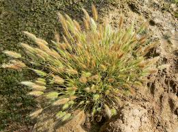 Image result for Polypogon