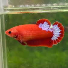 Betta trainer collection of high quality hellboy fancy. Jual Betta Female Hellboy Collection Jakarta Timur Betta 26 Indo Tokopedia