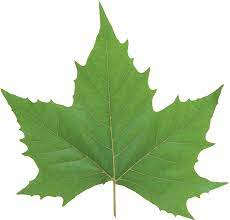 Green Leaves Png Image Leaves Green Leaves Leaves Vector