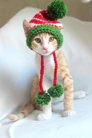 Pin On Cat Stuff