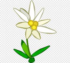 Black And White Flower Edelweiss Drawing Yellow Flora Plant Petal Cut Flowers Edelweiss Drawing Flower Png Pngwing Edelweiss flower motif daisy style seamless vector pattern. black and white flower edelweiss