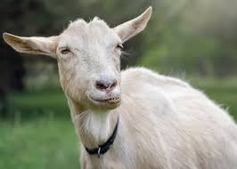 Goat Bloating Causes Symptoms Treatment And Prevention Clever Farm