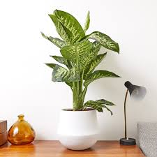 Dieffenbachia Seguine Tropic Snow Indoor Plants In London Indoor Plants In London In 2020 Plants Cool Plants Indoor Plants