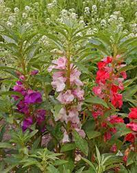 It's quite easy to plant impatiens seedlings, but you can also choose to start them from seed if you'd like. Balsam Tom Thumb Mix Impatiens Balsamina Applewood Seed Co