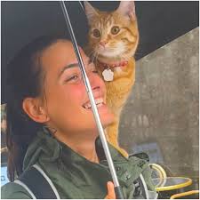 Rain doesn't stop this cat from going out & socializing 😍😸