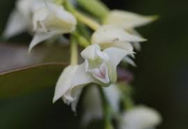 Image result for Polystachya cultriformis