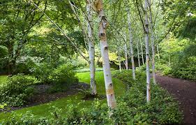See more ideas about river birch, outdoor gardens, landscape. Silver Birch Trees Line A Pathway Photo By Claire Takacs Beautiful Gardens Garden Landscape Design Dream Garden