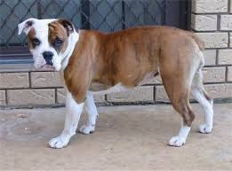 Anyone considering an english bulldog should be aware of the significant costs that go into raising and caring for this dog, mostly because of english bulldog puppies price ranges vary considerably, depending on where the puppy comes from. Australian Bulldog Dog Breed Information And Pictures