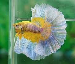 35 Different Types Of Betta Fish With Beautiful Pictures Betta Aquarium Betta Fish Types Betta Fish