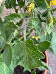 Image result for BLACKFLY ON TOMATO PLANTS