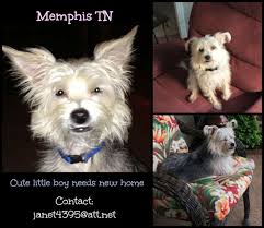 Learn more about memphis animal services in memphis, tn, and search the available pets they have up for dog adoption includes: Memphis Tn One Of The Cutest Dogs On The Planet Needs Home Dogs Cute Dogs Dog Adoption