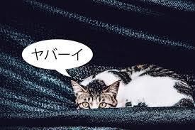 Jika anda menganggap bahwa kucing anda adalah. Kucing Ini Berbahasa Jepang Ketika Diajak Ke Dokter Hewan