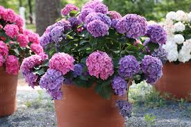 Kultiviert als romantischer blütenstrauch oder erzogen zum kleinen baum, verlangen hydrangea dem gärtner nur wenig ab. Hortensien Im Kubel Pflege Probleme Richtig Uberwintern Gartenlexikon De