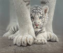 Tiger cub white background stock photos and images. White Tiger Cub Sheltered Mixed Media By Collin Bogle